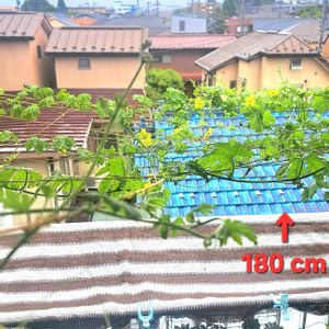 ゴーヤ,沖縄長レイシ,グリーンカーテン,ダイソー,多肉棚の画像