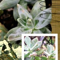 千代田の松,ハムシー,つぶやきの画像