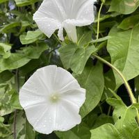 アサガオ,アサガオ,アサガオ,グリーンカーテン 朝顔,グリーンカーテンの画像