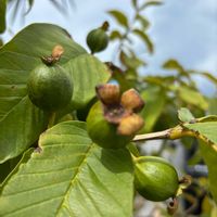 グァバ,沖縄　果物,お出かけ先の画像