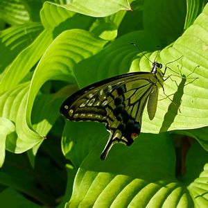 ホスタ サムアンドサブスタンス,葉っぱ,no green no life,緑のある暮らし,葉っぱ好きの画像