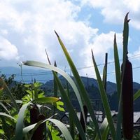 ガマ,花言葉,今日のお花,里山散策,雲仲間の画像