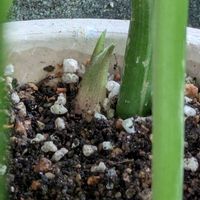 ミョウガ,ミョウガ,薬味,おうち園芸,家庭菜園の画像