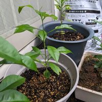夏みかん,食べまき,家庭菜園,ベランダの画像