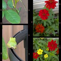 プランター野菜,花のある暮らし,再度投稿の花,小さな生き物,富山支部の画像