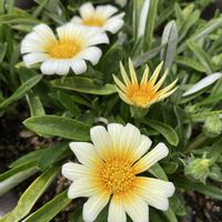 オクラ,カーネーション,ガザニア,シシトウ,挿し芽の画像