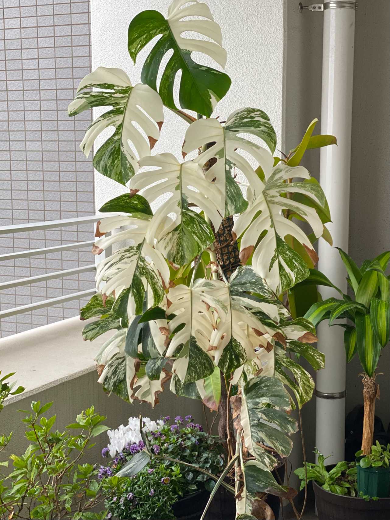 斑入りモンステラ トップカット株 成長記録｜🍀GreenSnap