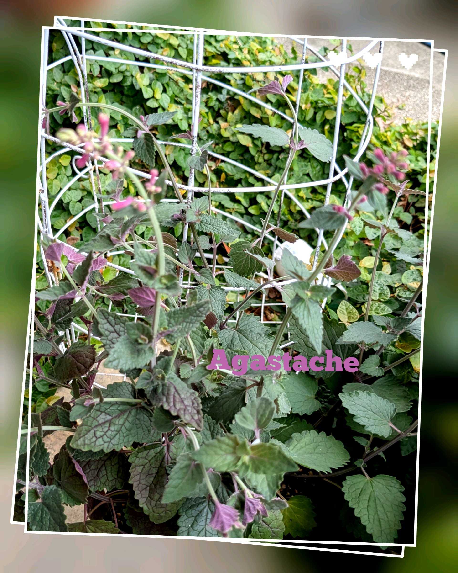アガスターシェの育て方｜🍀GreenSnap（グリーンスナップ）