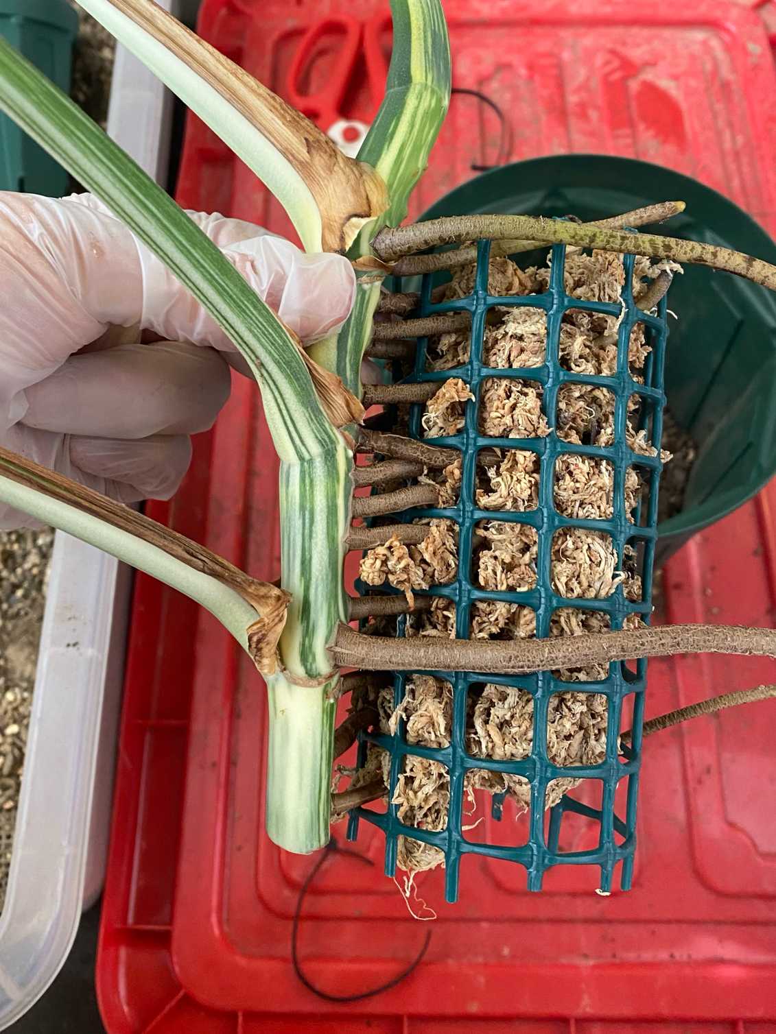 斑入りモンステラ トップカット株 成長記録｜🍀GreenSnap（グリーン