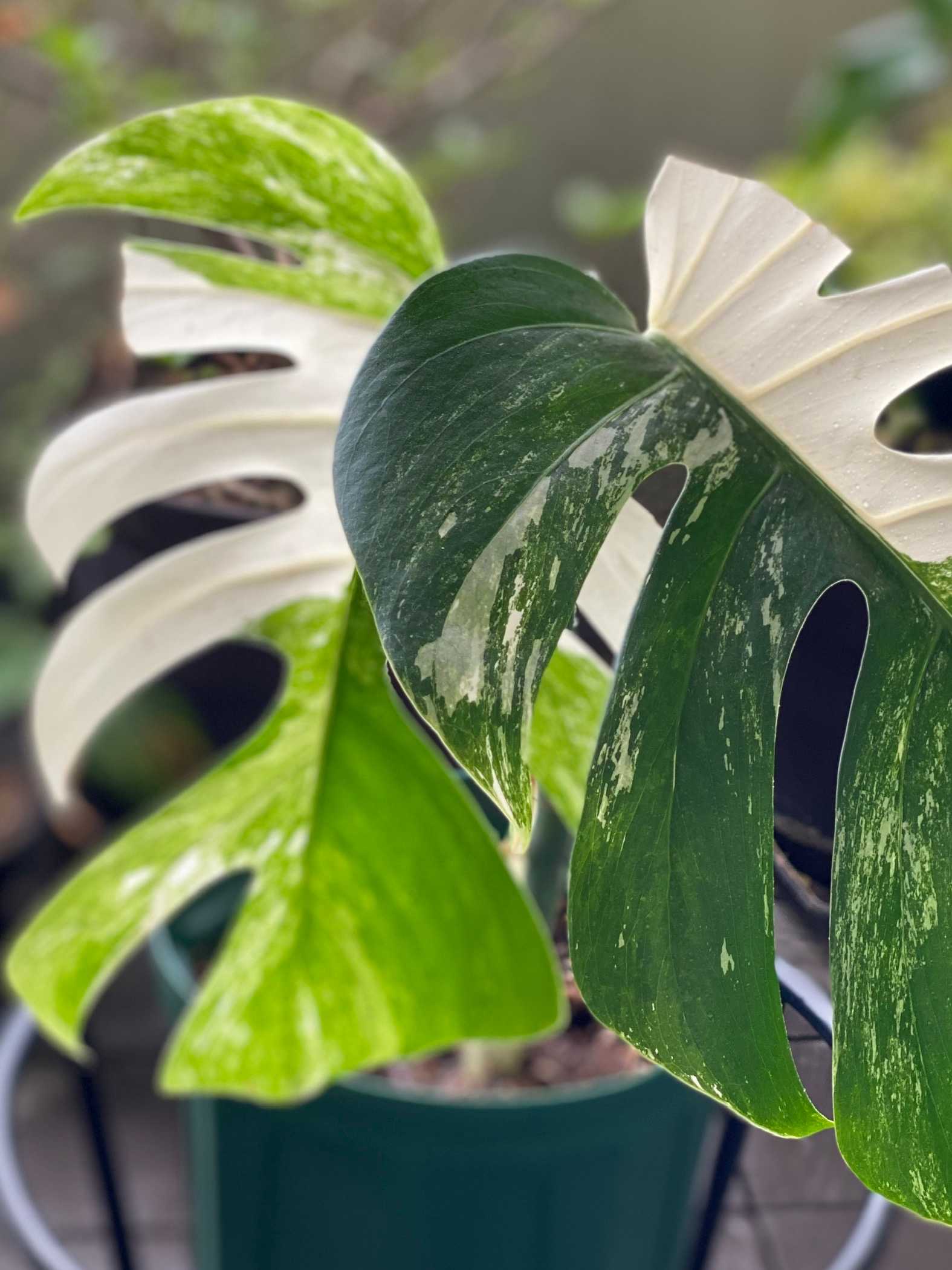 斑入りモンステラ トップカット株 成長記録｜🍀GreenSnap（グリーン
