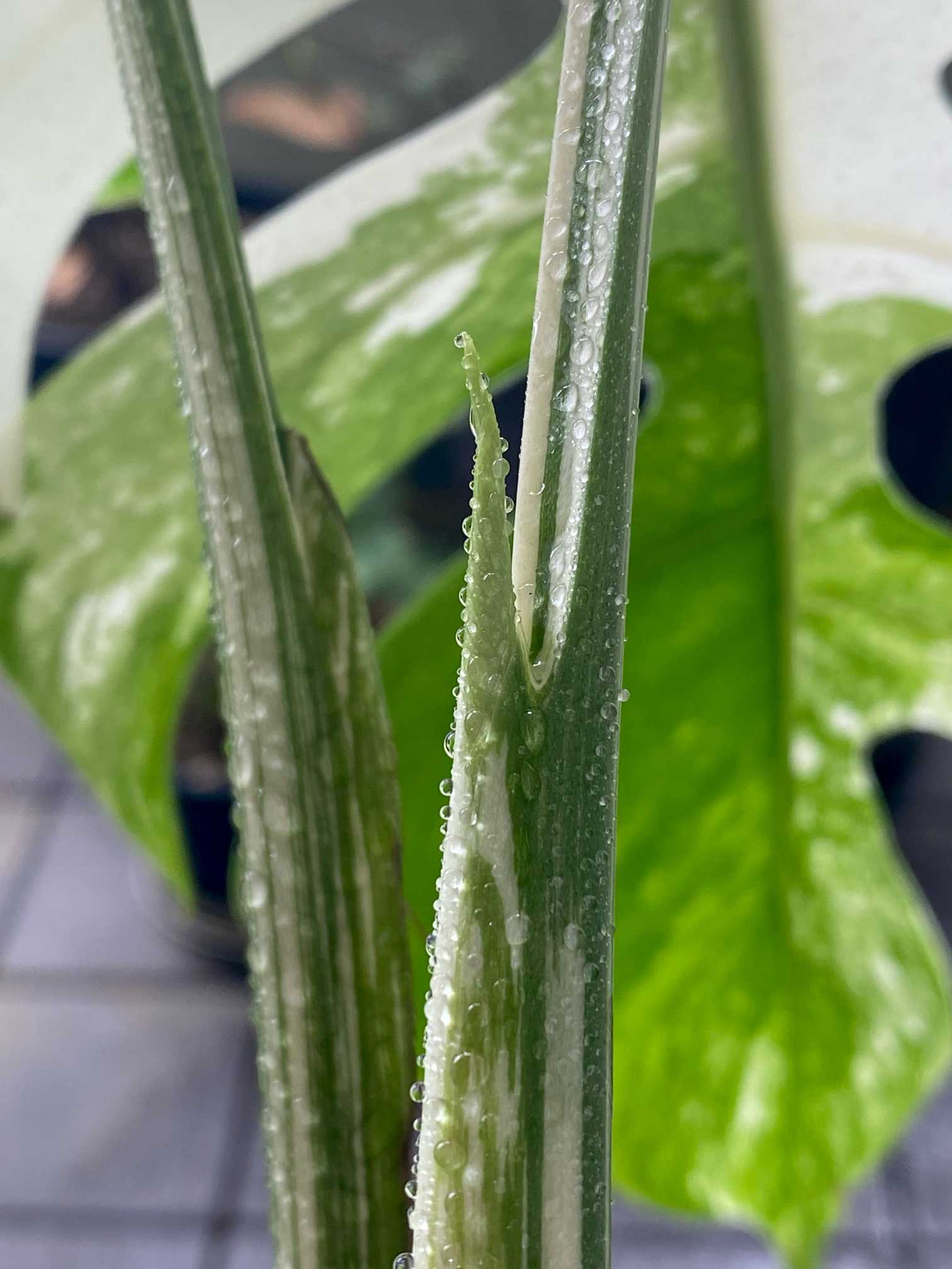 斑入りモンステラ トップカット株 成長記録｜🍀GreenSnap（グリーン