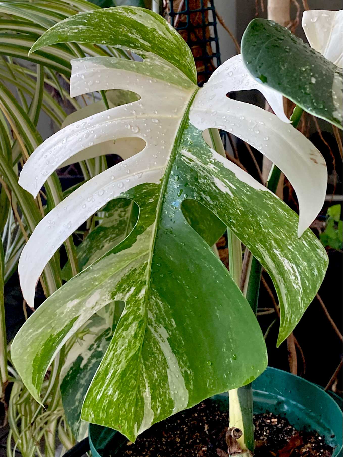 斑入りモンステラ トップカット株 成長記録｜🍀GreenSnap