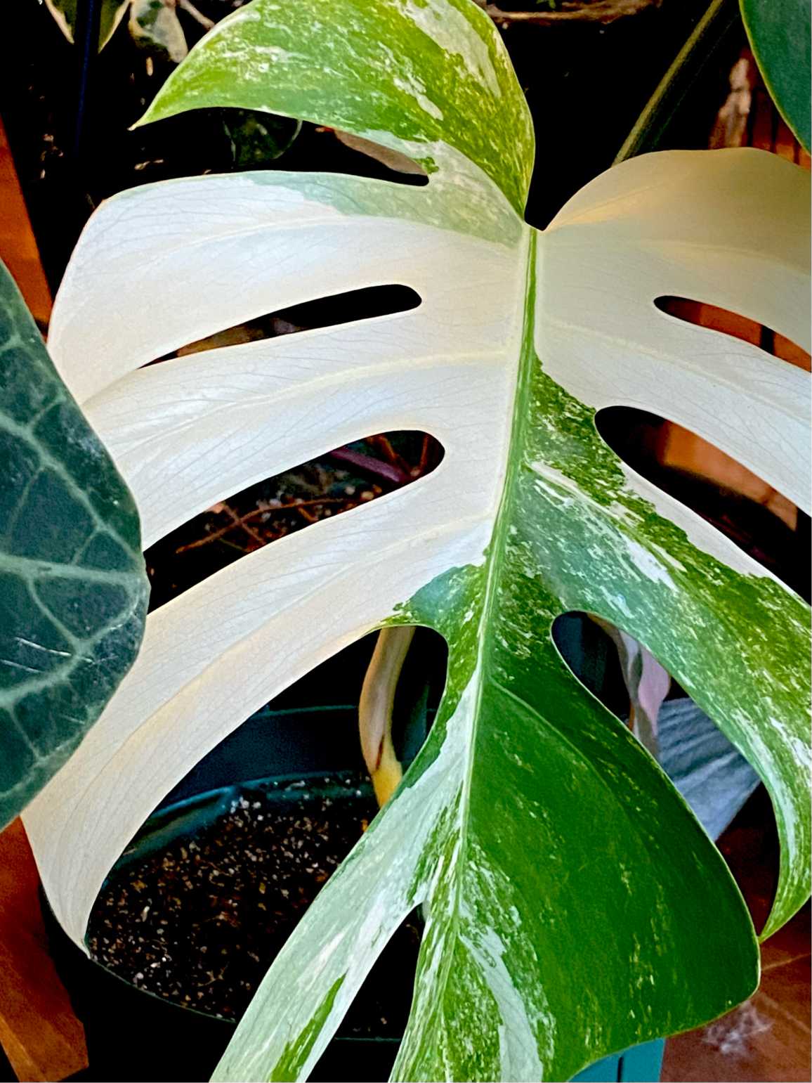斑入りモンステラ トップカット株 成長記録｜🍀GreenSnap（グリーン