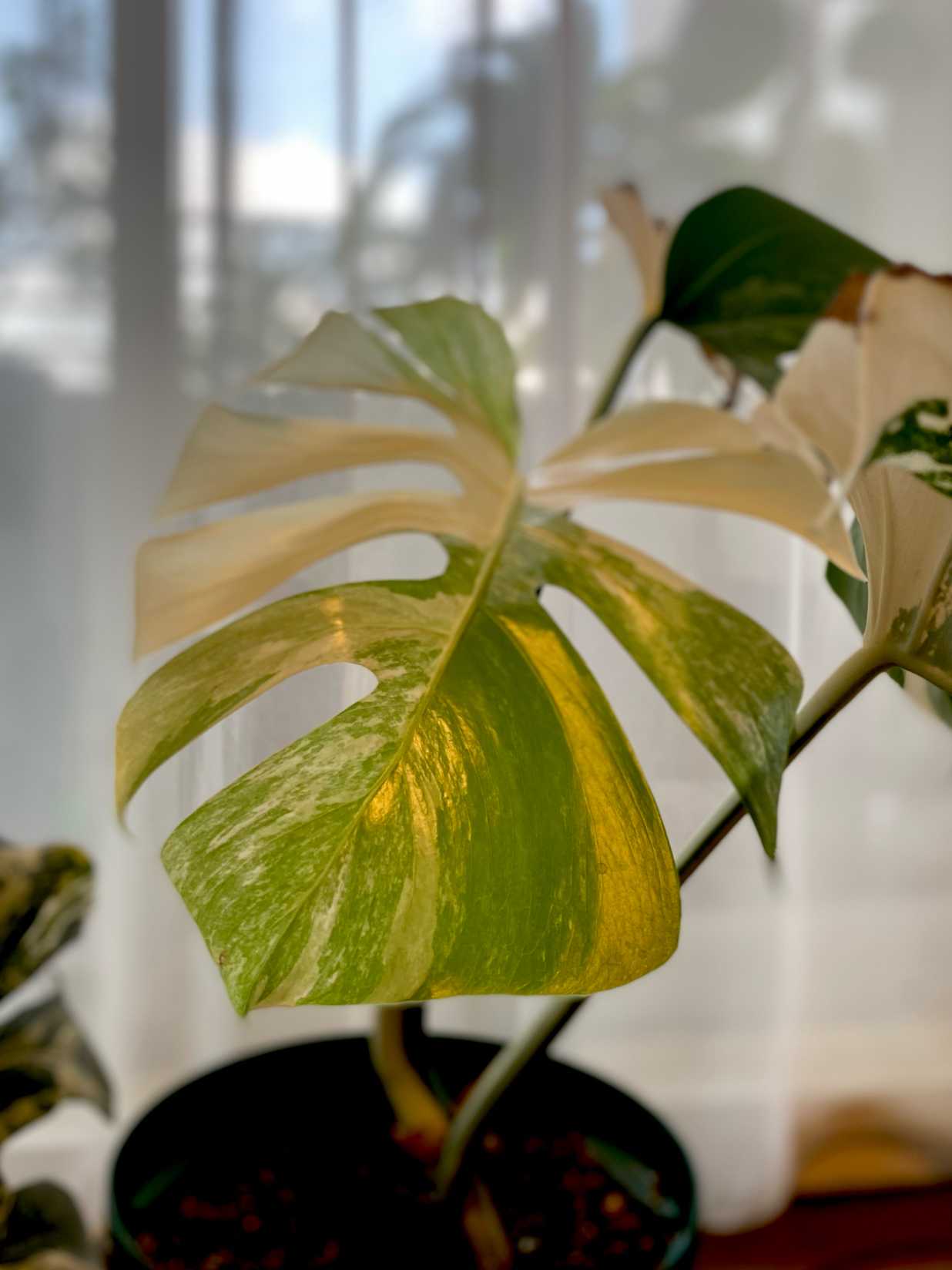 モンステラ班入り　トップカット　美株 モンステラ班入り トップカット 美株 斑入りモンステラ☆希少