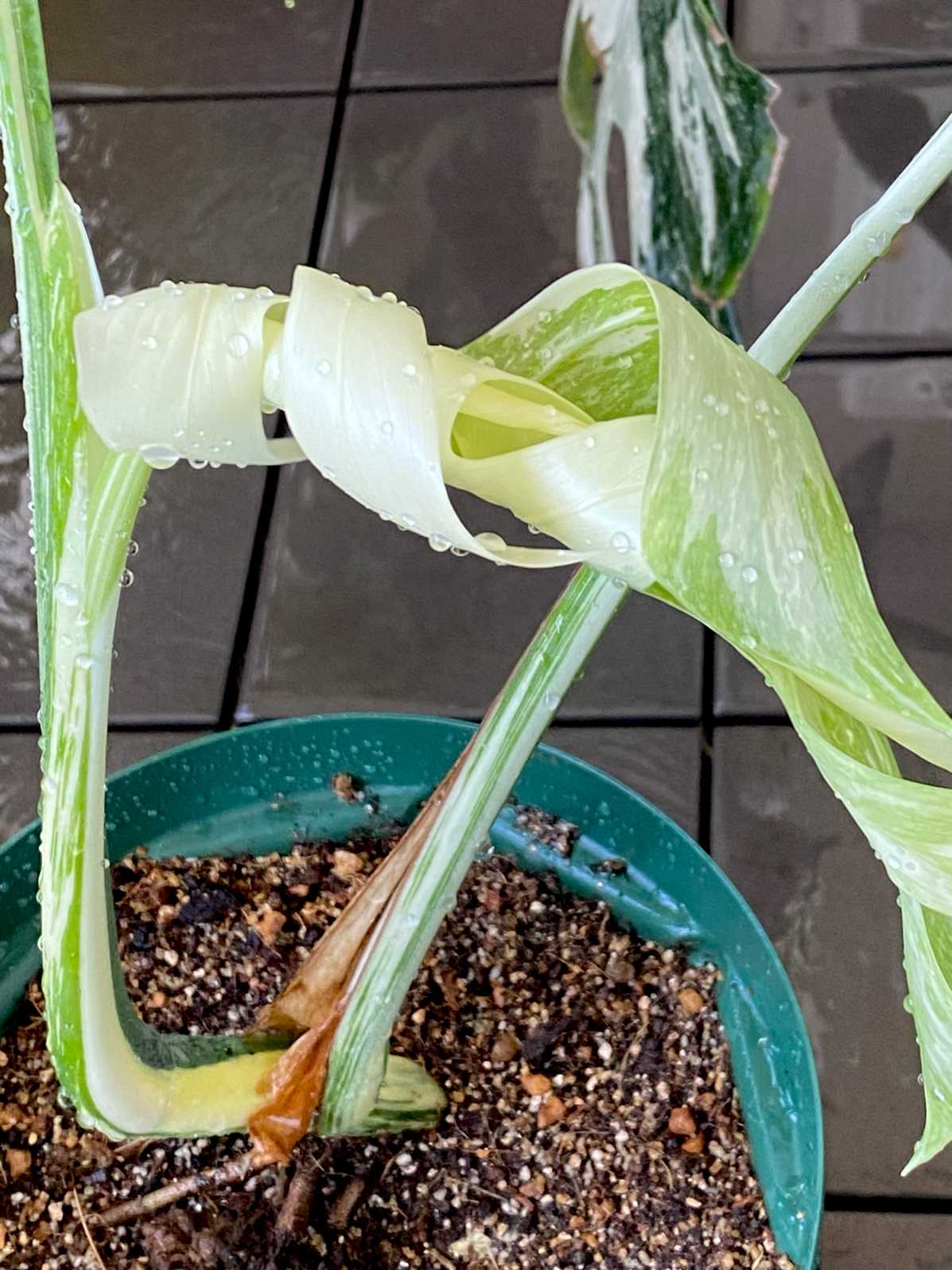 モンステラ班入り　トップカット　美株 斑入りモンステラ トップカット株 成長記録｜🍀GreenSnap