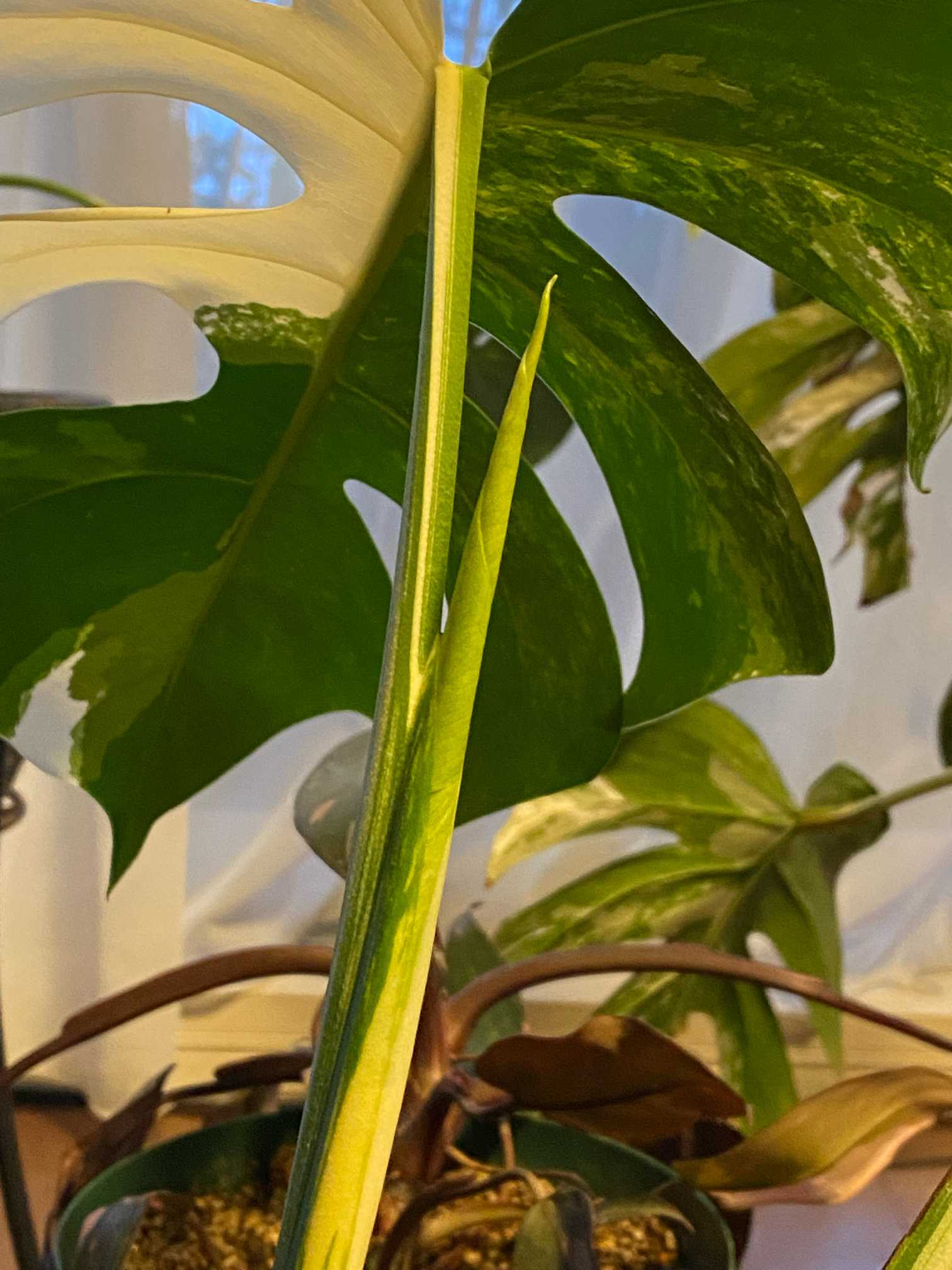 斑入りモンステラ トップカット株 成長記録｜🍀GreenSnap（グリーン