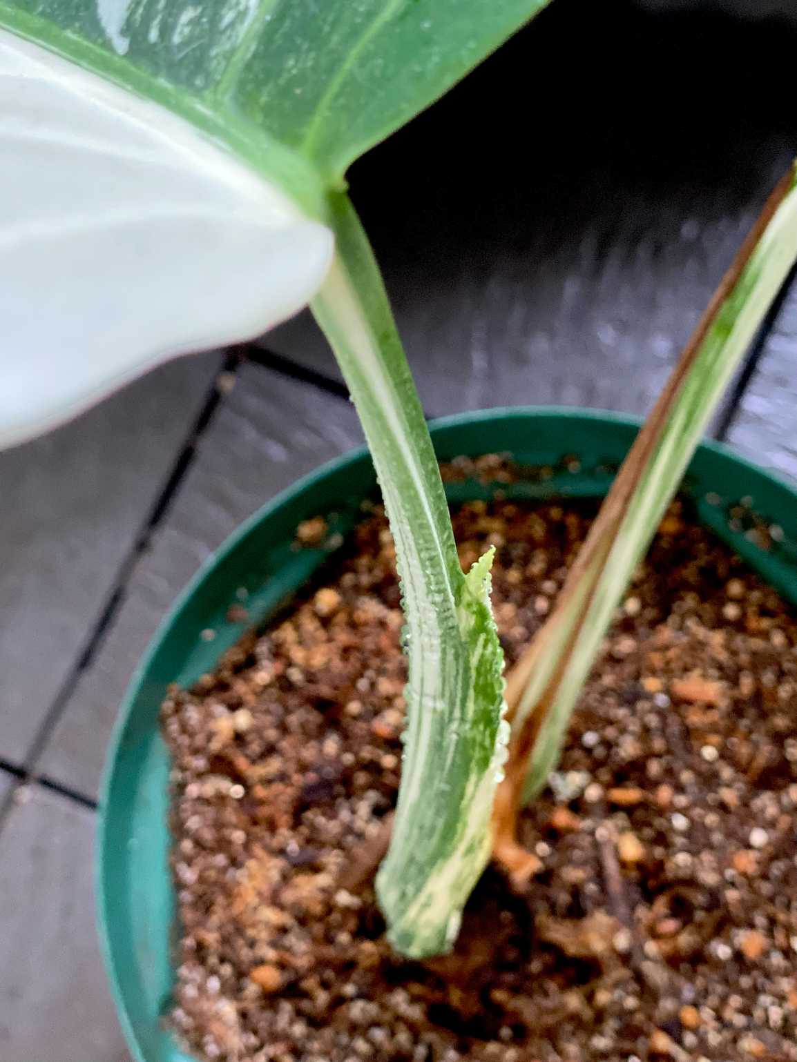 斑入りモンステラ トップカット株 成長記録｜🍀GreenSnap（グリーン