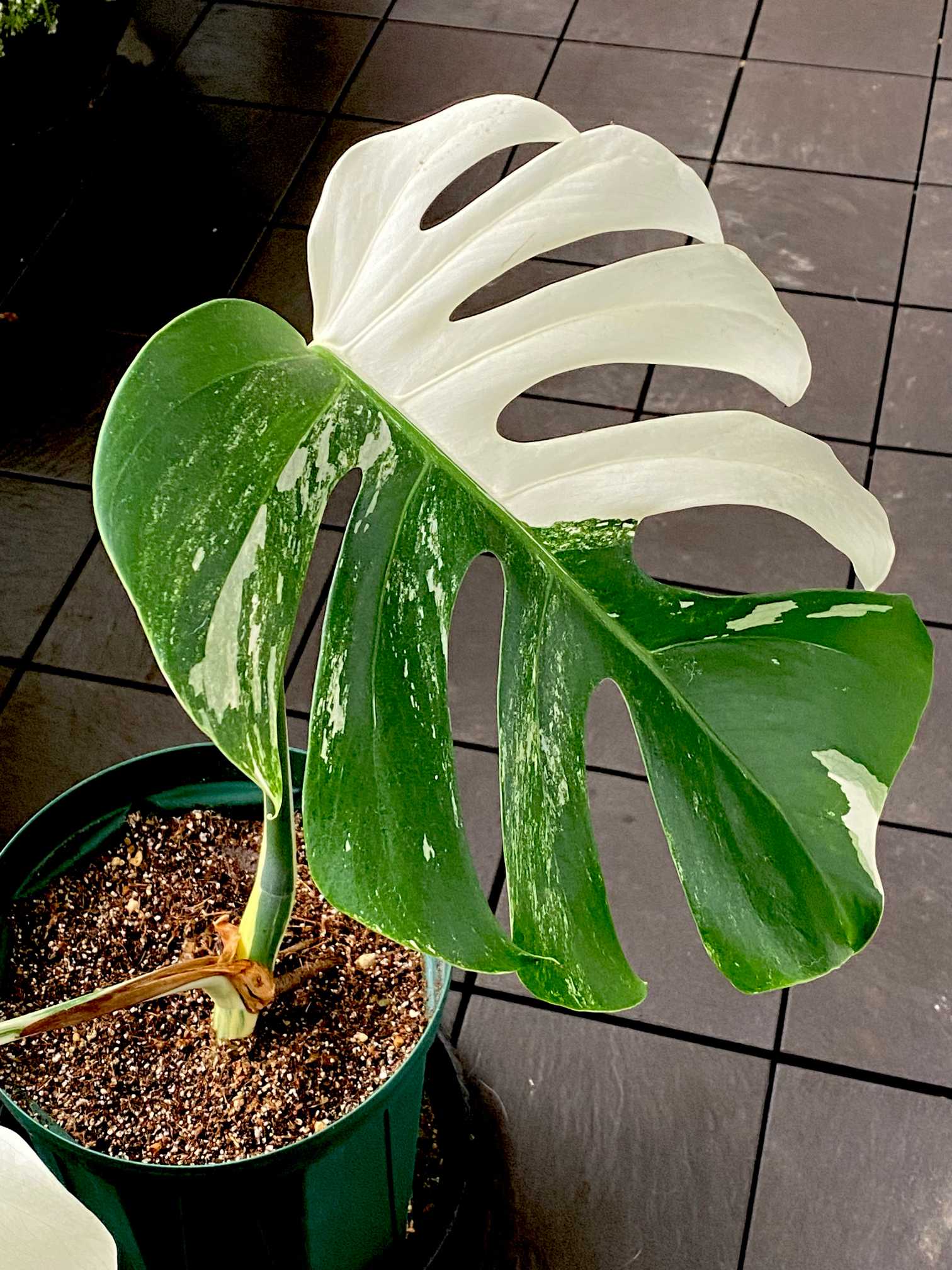 モンステラ班入り　トップカット　美株 斑入りモンステラ トップカット株 成長記録｜🍀GreenSnap