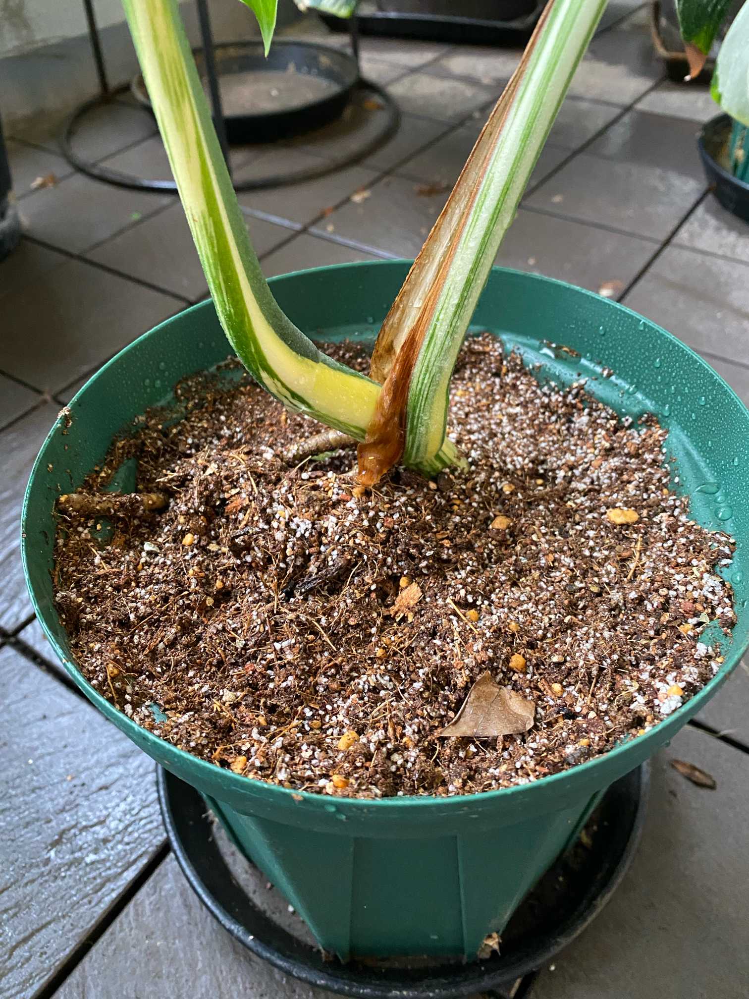 斑入りモンステラ トップカット株 成長記録｜🍀GreenSnap