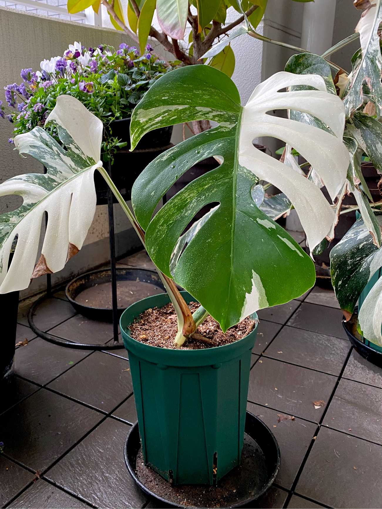 斑入りモンステラ トップカット株 成長記録｜🍀GreenSnap