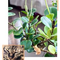 ペペロミア,多肉植物,花芽,ネコ好き,ねこちゃん♡の画像