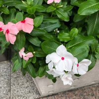 ニチニチソウの画像