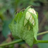 スイカ,我が家の花壇,#家庭菜園,キンギョソウ♪,こぼれ種よりの画像