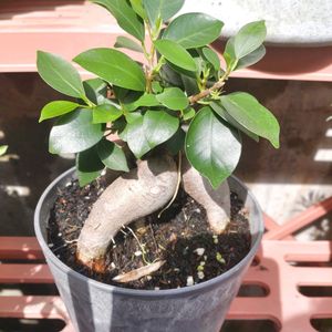 ガジュマル,ガジュマル,観葉植物,ダイソー,気根の画像