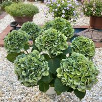 ハイドランジア,ハイドランジア,ハイドランジアブルーマーブルソーダ,ハイドランジアブルーマーブルソーダ,PRの画像