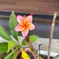 プルメリア,お花,ピンクの花,庭の画像