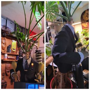 フィロデンドロン・セローム,セローム,インテリアグリーン,大型観葉植物,観葉植物のある暮らしの画像