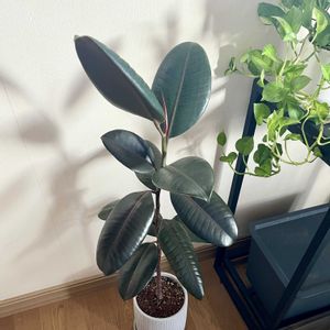 ゴムの木,フィカス バーガンディ,観葉植物,植え替え,ダイソー産の画像
