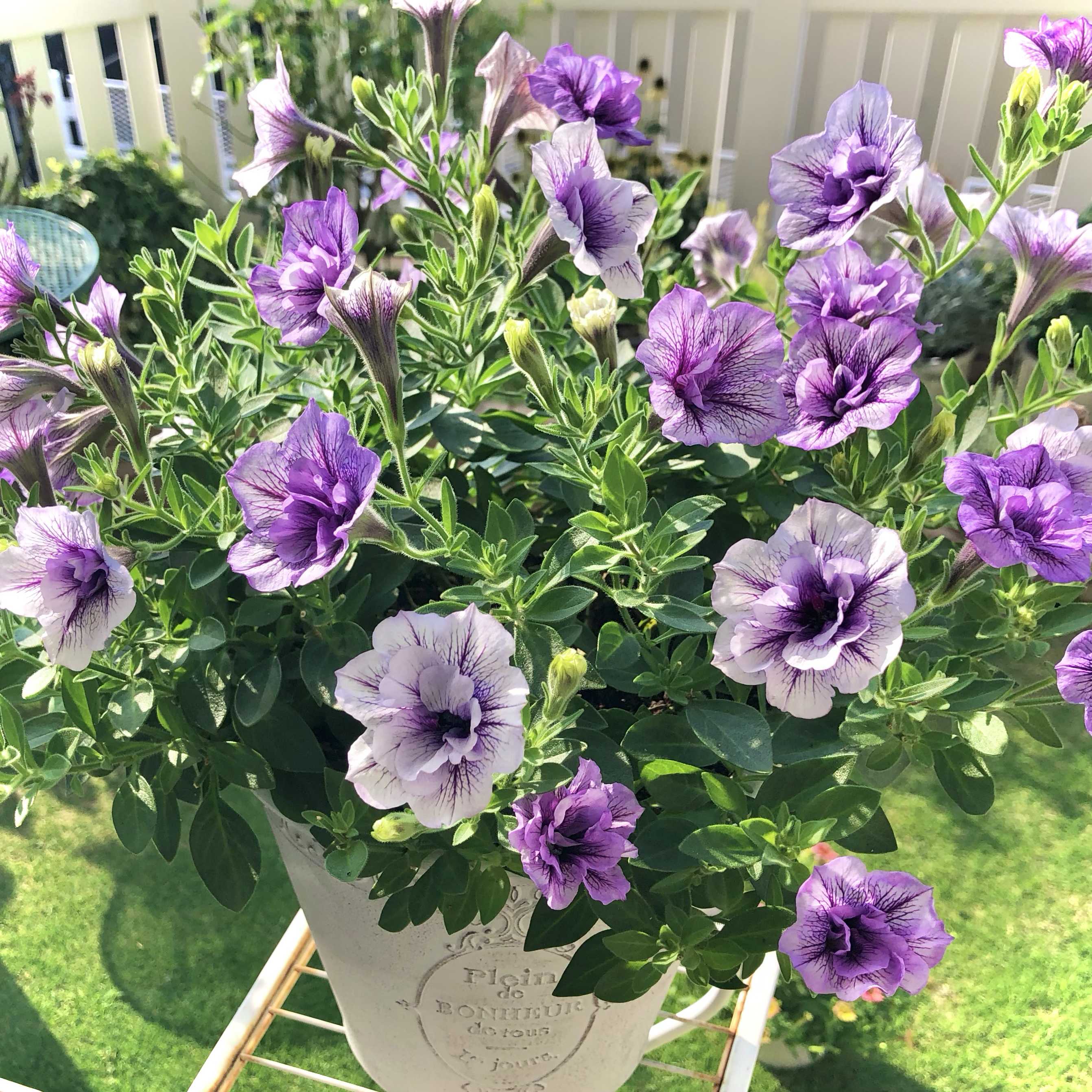 栄養系ペチュニア VIVAの一覧｜🍀GreenSnap（グリーンスナップ）