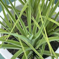 チューベローズの画像