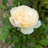 バラ,今日のお散歩,歩くの大好き♡の画像