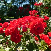 バラ,バラ,バラ,バラの画像