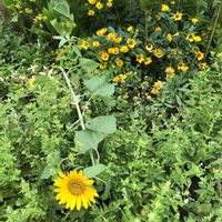 薔薇,ひまわり,花と緑の振興センターの画像