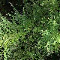 エニシダの画像