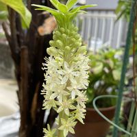 パイナップルリリー,バラ,おうち園芸の画像