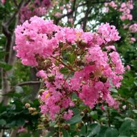 サルスベリの画像