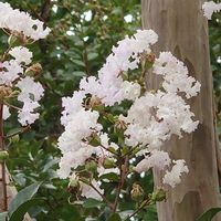 サルスベリの画像