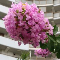 サルスベリの画像