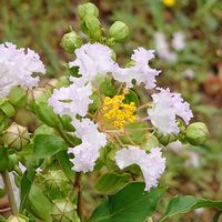 サルスベリの画像