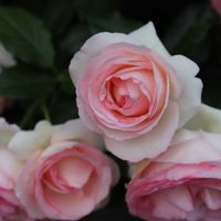 ガーデニング,薔薇♪,オープンガーデン,ばら バラ 薔薇,薔薇愛同盟の画像