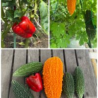 ゴーヤ,パクチー,パプリカ(赤),ゴーヤのタネ,市民農園の画像