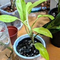 観葉植物,フィロデンドロン属,フィロデンドロン・タイサンライズの画像