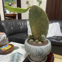 サボテン,多肉植物,観葉植物,グリーンインテリア,インテリアグリーンの画像