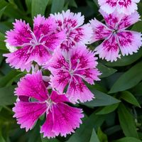 アジサイ,サルスベリ,ナデシコ,ヒマラヤ杉,ヒネムの画像