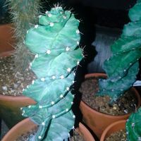多肉植物,観葉植物,agave,海を感じるインテリア, サボテンの画像