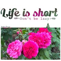 バラ,鮮やか ,美しい,華やか,外出先の画像